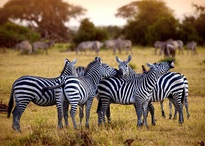  Asili Africa Safari