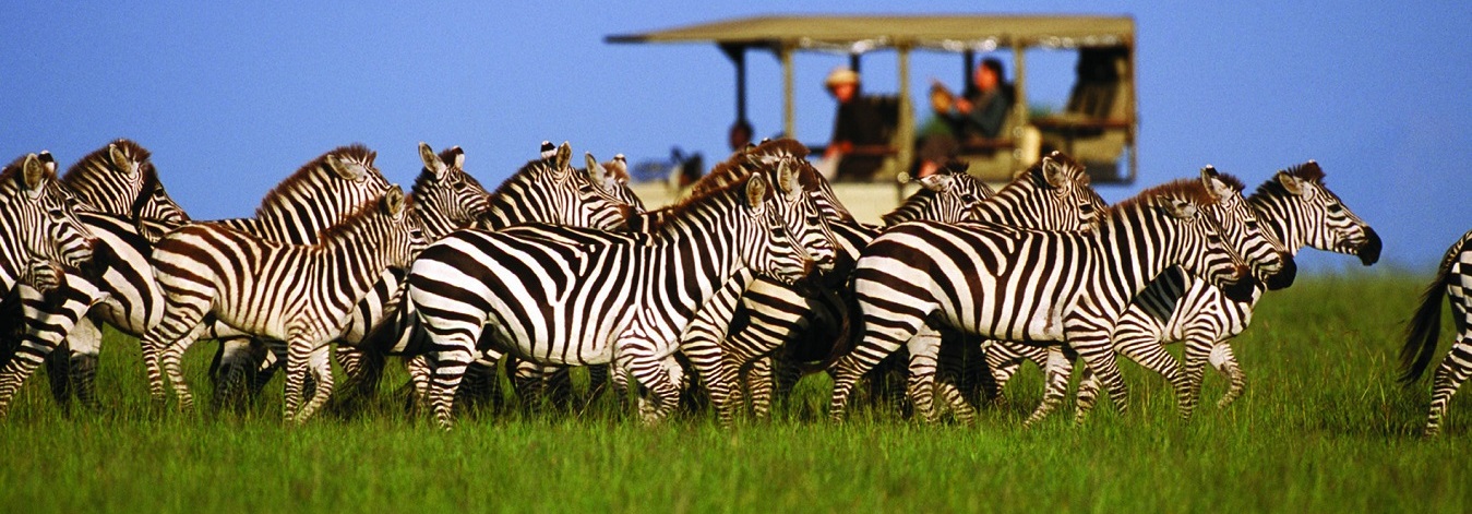 How to Book a Safari in Tanzania?